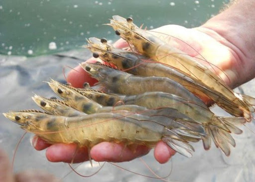 Top 10 basic tips for shrimp farming